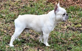 White french bulldog side view