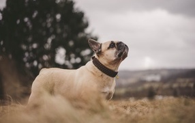 french bulldog looking up at the sky
