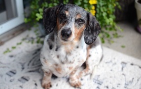 Грустная пятнистая такса 