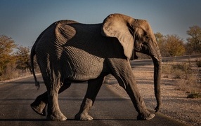 Big gray elephant crosses the road