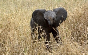 Маленький слоненок в траве 