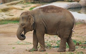 Little gray elephant calf in the zoo