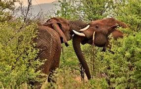 Two large elephants in a thicket of trees in Africa