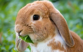 Beautiful decorative brown rabbit