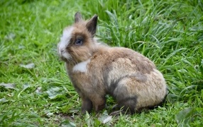 Красивый декоративный кролик на зеленой траве