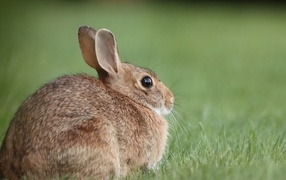 Big gray hare sits on the grass