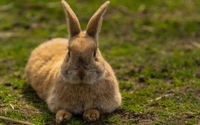 Big red rabbit lies on the grass