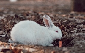 Big white rabbit with carrots
