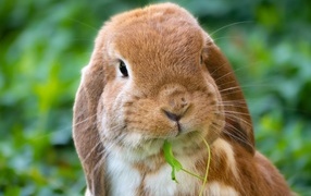 Милый коричневый декоративный кролик грызет траву