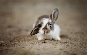 Милый маленький домашний кролик на песке 