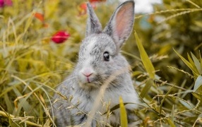 Frightened gray rabbit sits in the grass
