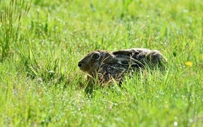 Серый дикий заяц сидит в зеленой траве