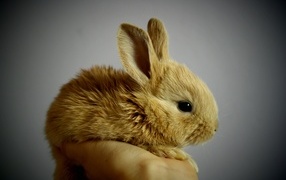 Small decorative rabbit in the palm of your hand