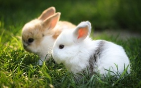 Two small decorative rabbits on green grass