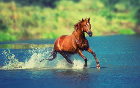 A beautiful brown horse gallops on the water