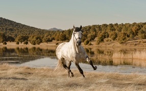 A large white horse gallops through the grass near the river