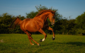 Красивый коричневый конь на зеленой траве
