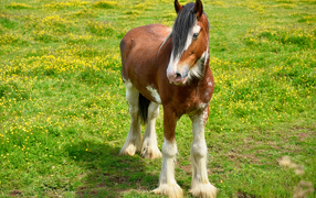 Beautiful brown horse on green grass