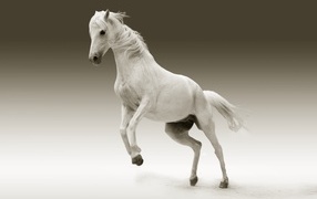 Beautiful white horse on a gray background