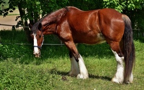 Большой красивый коричневый конь на зеленой траве