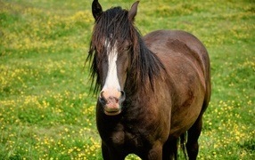 Большая коричневая лошадь на поляне