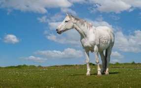 Big white horse in a pasture against the sky