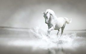 Big white horse walking on water