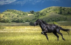Black horse galloping on green grass