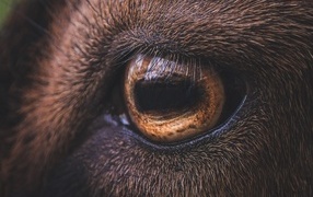 Brown horse eye closeup
