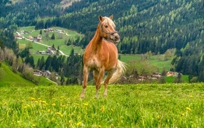 Brown horse gallops on green grass