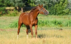 Brown horse walks on green grass