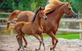 Brown horse with foal on a farm
