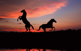 Two silhouettes of a horse against the backdrop of sunset