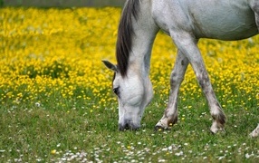 Белая лошадь пасется на лугу  с одуванчиками