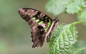 Красивая бабочка сидит на зеленом листке