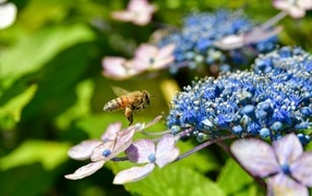 Пчела кружит у цветов гортензии