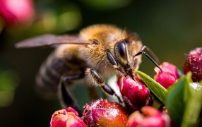 A bee collects nectar from a red flower