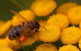 A bee collects pollen from a tansy flower