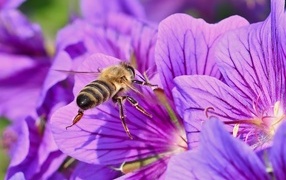 Пчела сидит на красивом сиреневом цветке