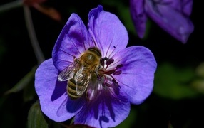 Пчела сидит на нежном фиолетовом цветке
