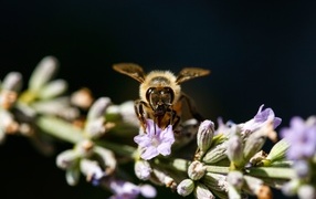 A bee sits on a lavender branch on a black background