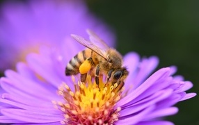 Пчела сидит на розовом цветке сентябринки