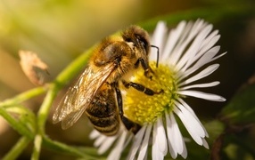 A bee sits on a white chamomile flower