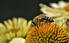 A bee sits on a yellow honey flower