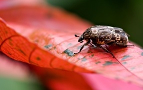 A beetle sits on a red leaf
