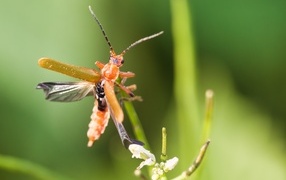 Жук взлетает с растения