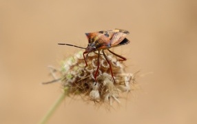 A bug sits on a plant