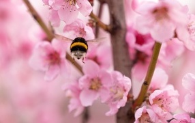 A bumblebee flies to pink flowers in spring