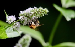 Шмель сидит на цветке мяты