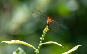 A dragonfly with transparent wings sits on a green plant